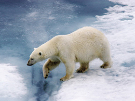 Spitsbergen cruise to the Arctic