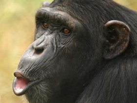 Chimpanzee tracking vacation, Gombe Stream NP, Tanzania