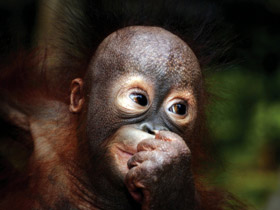 Orangutan