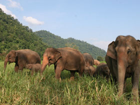 Nature and wildlife vacation in Thailand