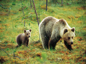 Brown bear watching in Finland