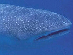 Whale Shark diving conservation in Seychelles
