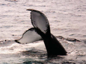 Whale study week in Newfoundland