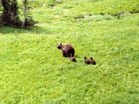 Grizzly bear riding & hiking vacation, Canada