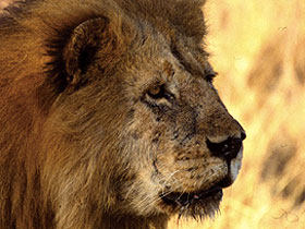 Kenya wildlife safari