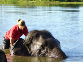 A volunteer washing one of the elephants