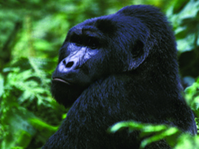 Private departure vacations to Uganda