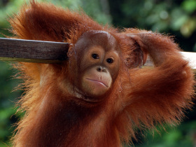 Orangutan volunteering in Borneo
