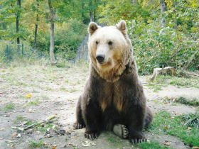 Volunteering with bears in Romania