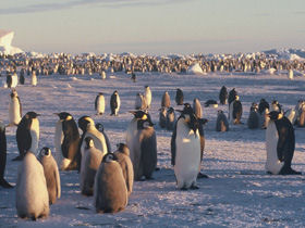 Antarctica & South Georgia icebreaker cruises