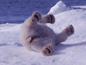 Arctic icebreaker cruises to Spitsbergen