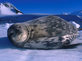 Arctic diving, marine life & wildlife expedition
