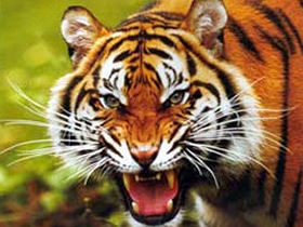 Chitwan safari & rafting in Nepal