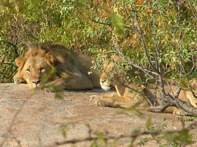 Sabi Sands & Kruger safari vacation in South Africa