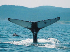 Newfoundland family whale watching vacation