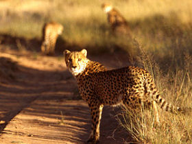 Namibia self drive vacation, big cat conservation
