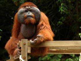 Orangutan volunteering in Borneo and Malaysia