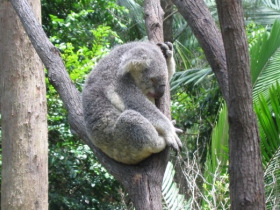 Queensland wildlife and adventure tours, Australia