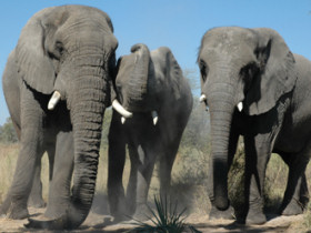 Luxury camping safari in Botswana