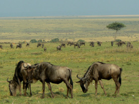 Small group camping in Tanzania