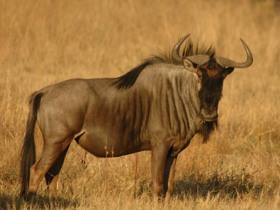 Kenya holiday, wildlife and beaches