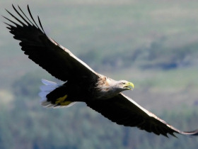Wildlife sailing holiday in Scotland