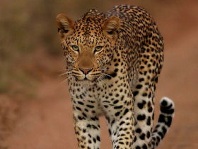 Endangered wildlife conservation in South Africa