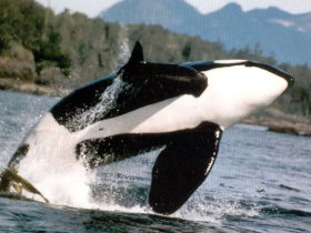 Vancouver Island wildlife tours, Canada
