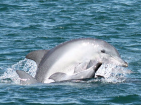 Swim with dolphins in Koombana Bay, Western Australia