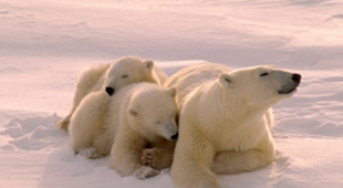 Arctic Cruises vacations