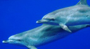 Azores vacations