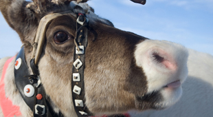 Lapland vacations