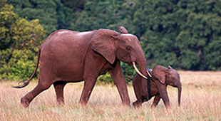 Gabon vacations