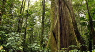 Guyana vacations