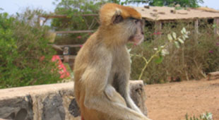 Senegal vacations