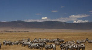 Serengeti National Park vacations