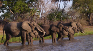 Selous Game Reserve vacations