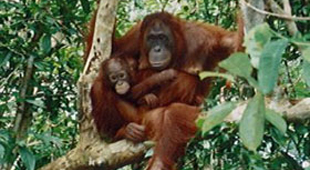 Kalimantan vacations