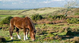 New Forest vacations