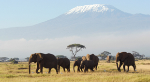 East Africa vacations