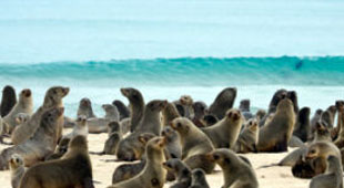 Wildlife vacations with beach vacations