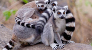 Other wildlife vacations