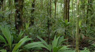 Rainforest conservation vacations