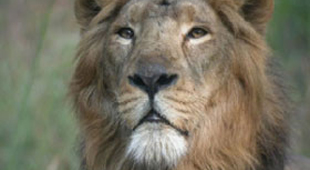 Tailor made wildlife vacations