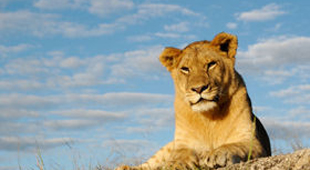 Wildlife conservation vacations
