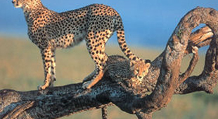 Bush camp safari vacations