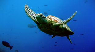 Turtle conservation vacations