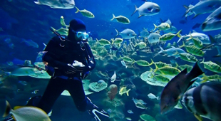 Adventurous honeymoons vacations