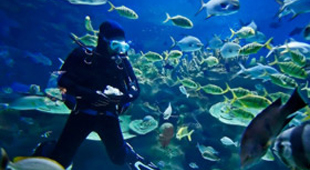 Marine conservation vacations
