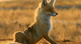 Overnight nature & wildlife tours vacations